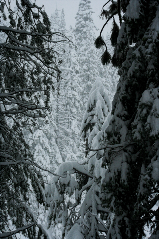 Main image Winter in Tahoe stream 10