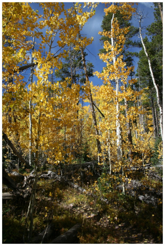 Main image Fall Aspens - Vertical image
