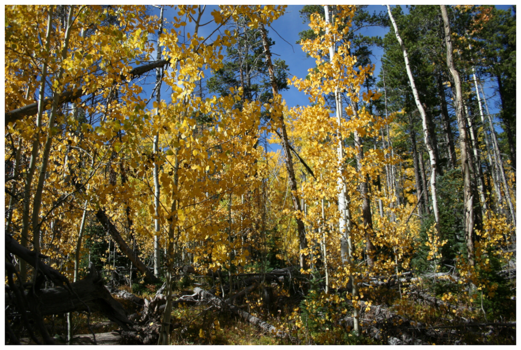 Main image Fall Aspens - Horizontal
