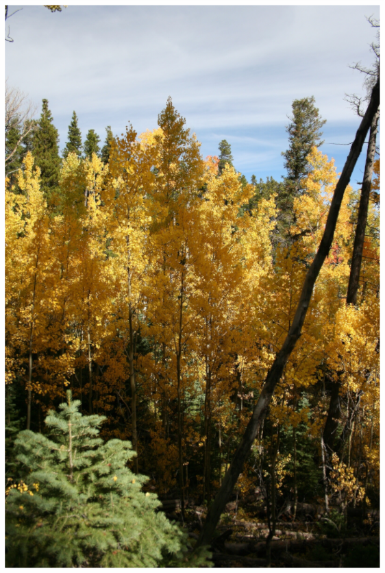 Fall In Colorado