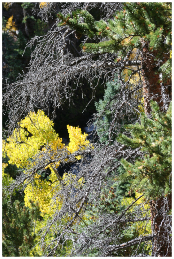 Main image Tree Close-up 01